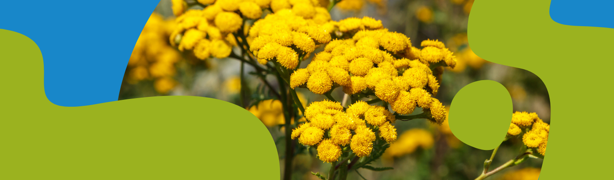 Common Tansy Herb: Uses, Benefits & Side Effects